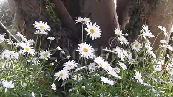 夏日的草地雏菊在微风中轻轻吹拂视频的预览图