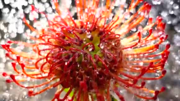 水滴在花上慢动作视频的预览图