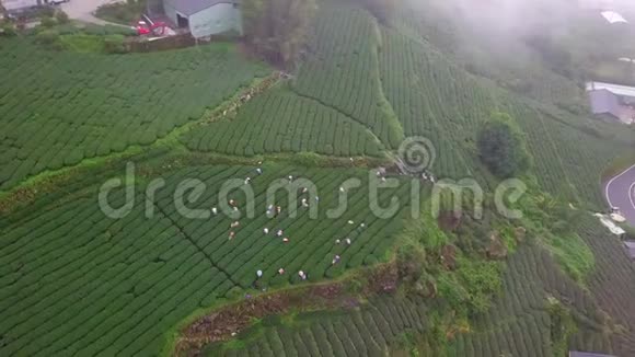 台湾阿里山乌龙茶种植场工作人员鸟瞰图视频的预览图