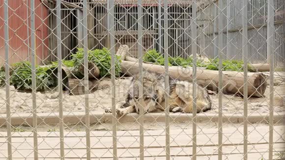 吃得好的狼被关在动物园里特写镜头欧罗巴舍视频的预览图