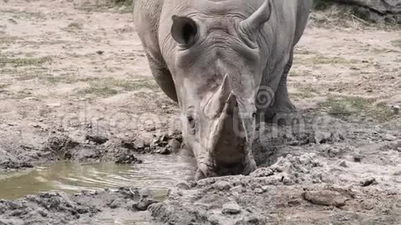 印度犀牛在水洞里视频的预览图