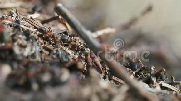 在蚁穴中朝不同方向的方向运动的红蚂蚁许多昆虫视频的预览图