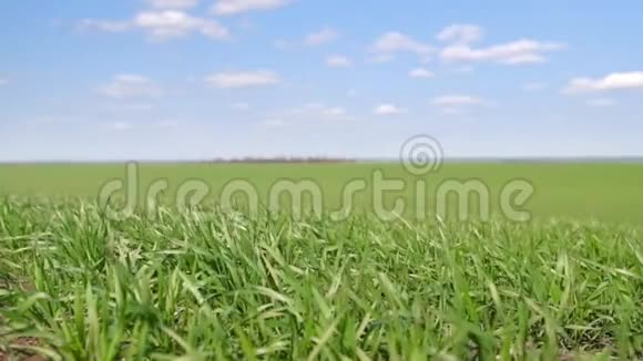 年轻的芽在田野里绿草特写蓝天上有云视频的预览图