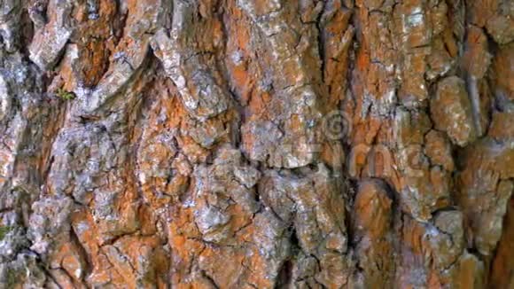 蚂蚁在树树干上沿着树皮爬行视频的预览图