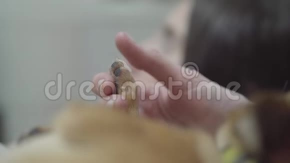 女人的手在兽医诊所里握着小狗爪子动物治疗概念兽医诊所照顾动物视频的预览图