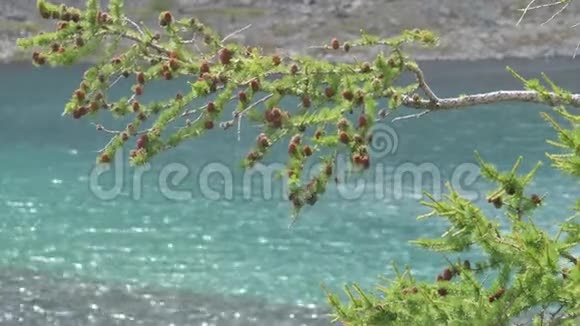 山湖前有短柄的落叶松分支视频的预览图