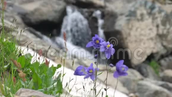 水瓶座紫罗兰花和小瀑布阿尔泰视频的预览图