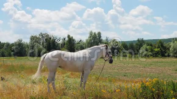 白马在草甸视频的预览图