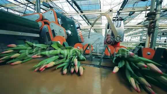 农业机器正在切断郁金香花卉产业花卉生产视频的预览图