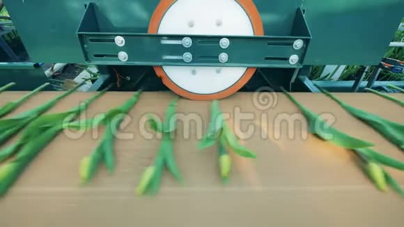 郁金香花是用圆压机加工的花卉产业花卉生产视频的预览图