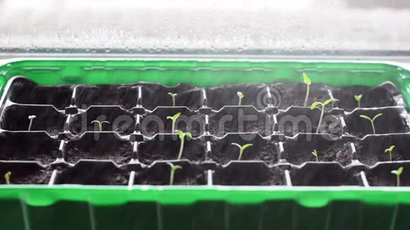 用塑料盆浇许多年轻的植物用水喷洒小番茄植株的特写图像新生活视频的预览图