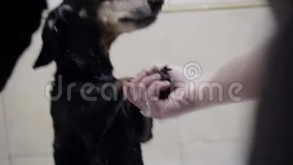 女孩在洗澡时洗了他的老黑狗的脸女孩抚摸着狗的脸他洗了它视频的预览图