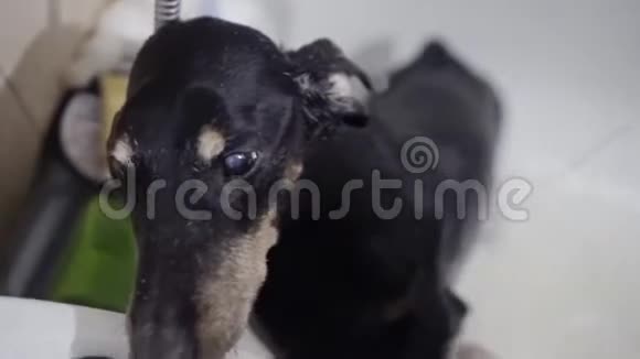 那只老黑狗在浴缸里一脸懵逼视频的预览图