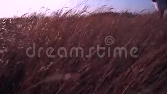 风吹得高黄色的草与小穗相似的小麦对抗一个蓝色蓝天一个女孩腿经过温暖视频的预览图