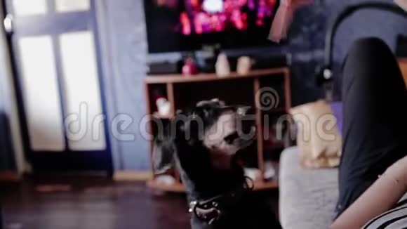 黑狗站在他的后腿上试图从躺在沙发上的女孩的手中抢夺一块香肠视频的预览图