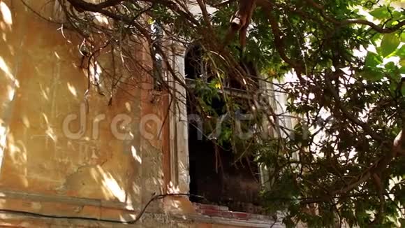 可恶的老房子一棵大树生长在被毁坏和废弃的房子附近视频的预览图