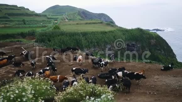 一大群牛在一片美丽的草地上觅食靠近岩石海岸俯瞰大海视频的预览图