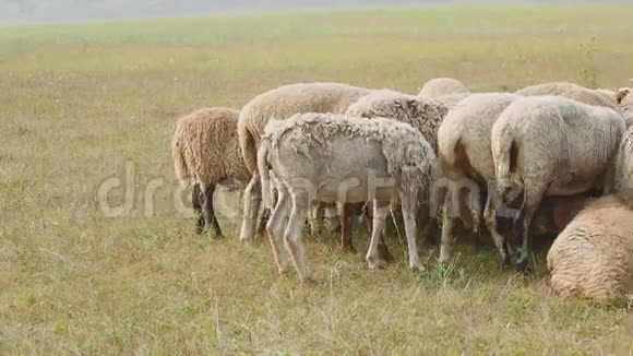 成群的羊在夏天吃草视频的预览图