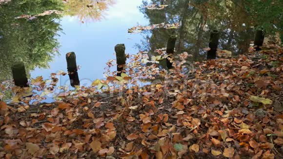 秋天湖畔落叶树木和木柱的倒影视频的预览图
