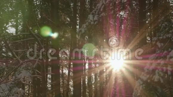 阳光穿过树林视频的预览图