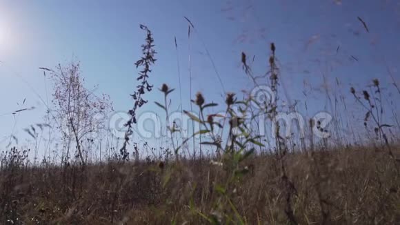 在阳光明媚的晴朗的日子里有干燥的黄色植物茎在风中摇曳视频的预览图