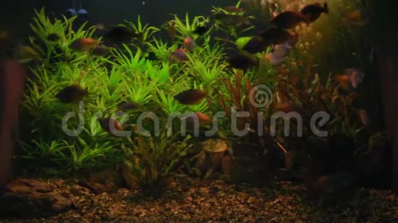 黑藻鱼在海藻玻璃后面的水族馆里游泳视频的预览图