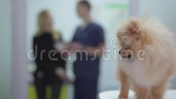 兽医诊所里的小毛狗波美拉尼亚斯皮茨关门了两个说话模糊的女人主人和医生视频的预览图