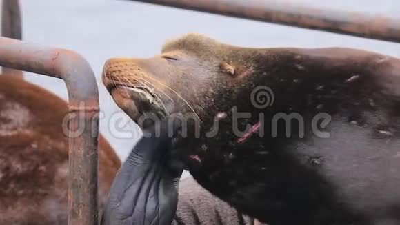 旧的伤痕累累的海豹痒得头脚蹼视频的预览图