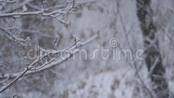 下雪了暴风雪使树木裸露寒冷的冬天在树林里下雪背景中的树木天气是视频的预览图