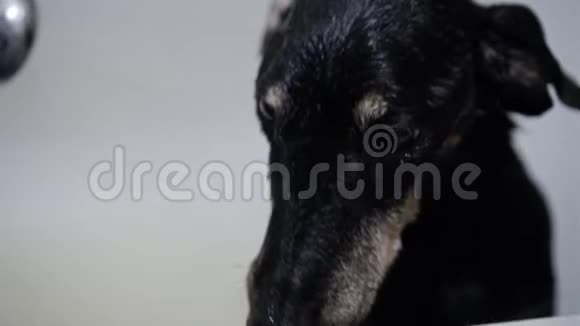 悲伤的老狗湿漉漉地站在浴缸的边缘爪子在边缘视频的预览图