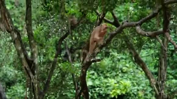丛林中树上的猴子视频的预览图