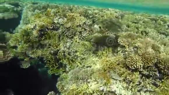 一只巨大的乌龟在美丽的珊瑚礁的背景上游泳靠近一堆小鱼神秘的深处视频的预览图