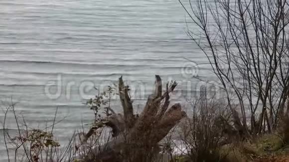 雨中的小树靠近普吉特海峡视频的预览图