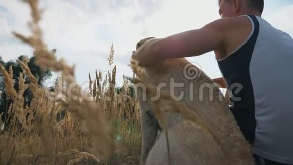 无法辨认的人坐在草地上在夏天抚摸他的拉布拉多犬年轻人在一起的时候视频的预览图