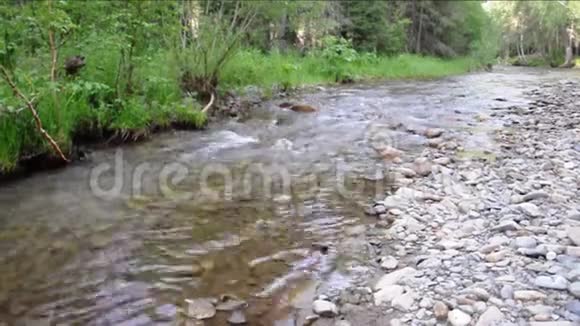 塞马河一条小山河流经长满森林的岩石河岸视频的预览图