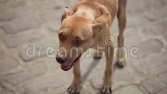 斑斑褐色的狗视频的预览图