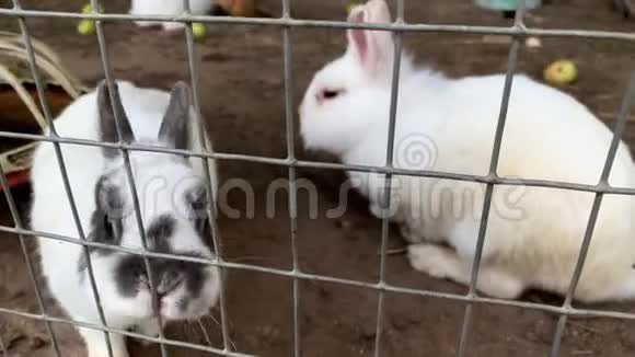 家养的毛茸茸的白兔和黑斑兔子在动物农场的笼子后面家畜的食物动物视频的预览图