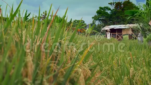 亚洲稻田谷物种植园农场小屋的美丽景色风在静静地吹着植物视频的预览图