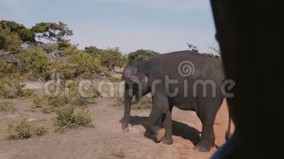 美丽的图片从里面的狩猎旅行车大野象挖掘地面与他的爪子在阳光明媚的热带草原视频的预览图