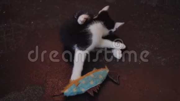 收容所里的一只小斑点小猫躺在地板上玩有趣的动物视频的预览图