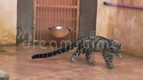 野生大理石猫在动物园散步视频的预览图
