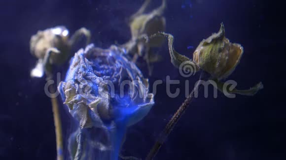 干玫瑰站在水下蓝色油漆油墨从上面倾泻烟雾扩散在黑色背景视频的预览图