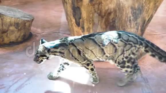 野生大理石猫在动物园散步视频的预览图