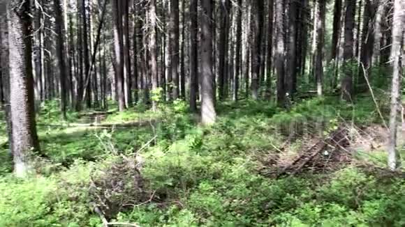 夏日有松树的森林视频的预览图