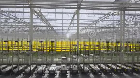 绿色西红柿植物生长在温室农业和农业的概念视频的预览图