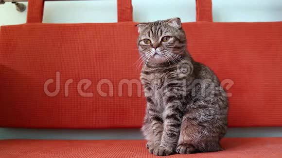 苏格兰褶皱小猫坐在沙发上环顾四周视频的预览图
