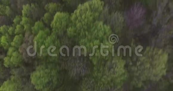 从秋天森林上的一个小高度看树木的美丽色彩视频的预览图