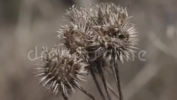 荆棘毛刺干植物特写视频的预览图