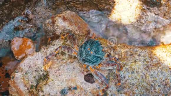 在埃及红海的岩石上爬行的螃蟹视频的预览图