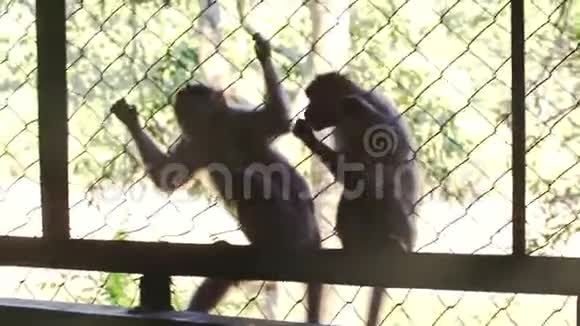 猴子爬笼式电线网索要食物盖住在公园视频的预览图